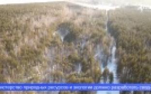 Почти два миллиарда рублей направят на развитие лесного хозяйства