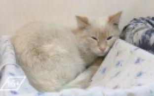 Ищу тебя, хозяин