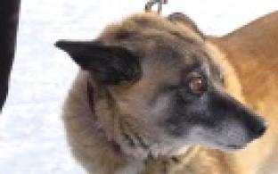 Ищу тебя, хозяин