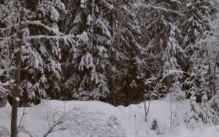 Лесной фонд обследуют с помощью космической съёмки