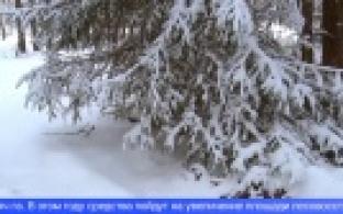 Более 30 миллионов рублей направят на восстановление лесов