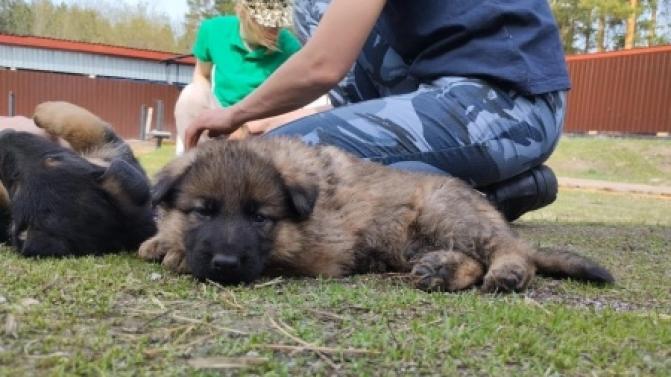 66 щенков передали специалисты племенного питомника ГУФСИН