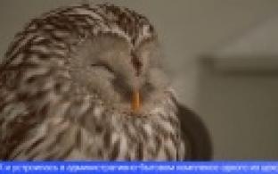 К одному из цехов первоуральского предприятия прилетела раненая сова