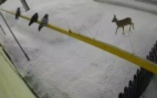 Жителей микрорайона Шайтанка посетила необычная гостья