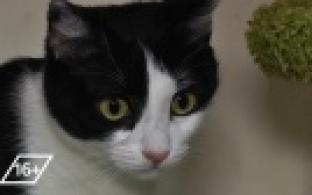 Ищу тебя, хозяин