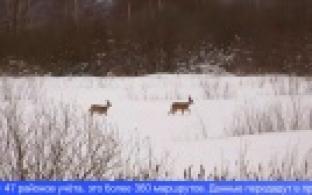 Инспекторы по охране животного мира вышли на зимний учёт диких зверей