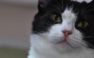 Ищу тебя, хозяин