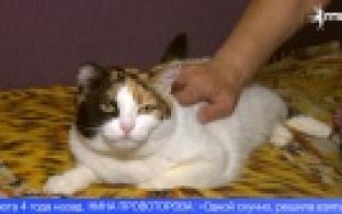 Ищу тебя, хозяин. Специальный выпуск