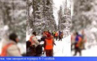 Первоуральские и новоуральские специалисты начали охоту на волков