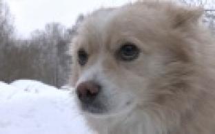 Ищу тебя, хозяин