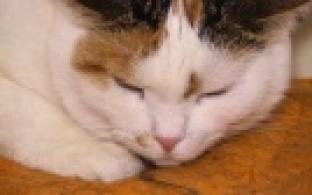 Ищу тебя, хозяин