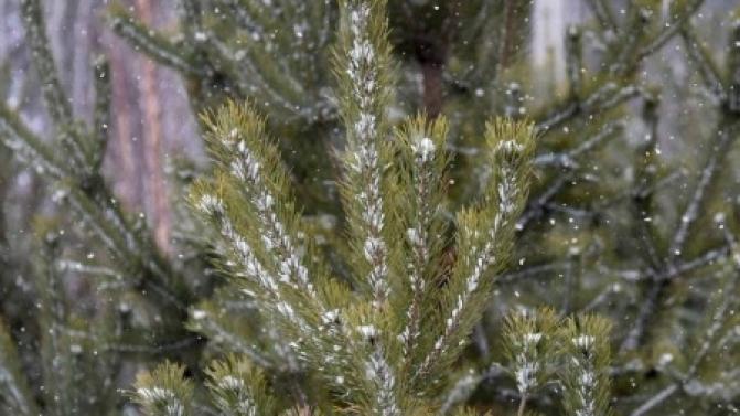 Лесничество и полиция усилят охрану лесов от незаконной вырубки