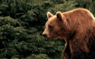 Время любви на ПТВ — сериал "Барби и Медведь"