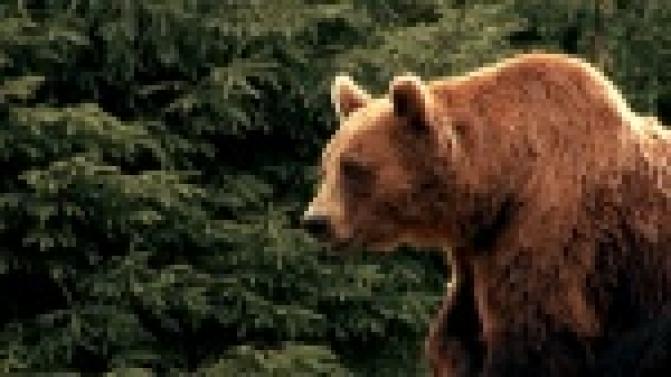 Время любви на ПТВ — сериал "Барби и Медведь"