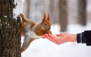 За 9 месяцев 2023 года зарегистрировано 69 случаев укусов детей и подростков животными