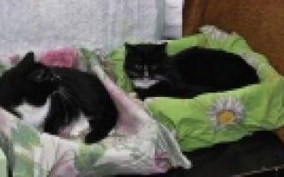 Ищу тебя, хозяин