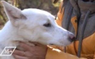 Ищу тебя, хозяин