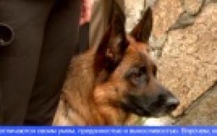 В Свердловской области открылась выставка служебных собак