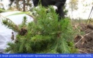 Первоуральские металлурги присоединились к Всероссийской акции «Сохраним лес»