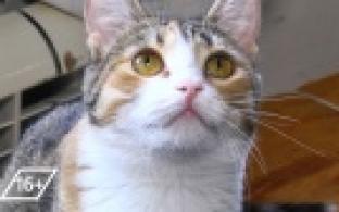 Ищу тебя, хозяин