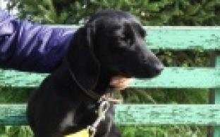 Ищу тебя, хозяин