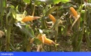 Экспериментальные образцы уральской кукурузы и люцерны оценили представители сельхозпредприятий