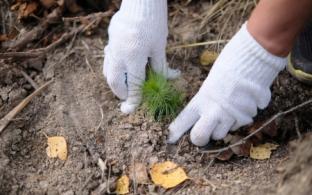 Около 60 тысяч деревьев высадят в Свердловской области в рамках акции «Сохраним лес»