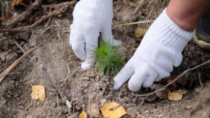 Около 60 тысяч деревьев высадят в Свердловской области в рамках акции «Сохраним лес»