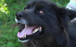 Ищу тебя хозяин