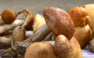 Где находятся самые грибные места?