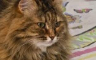 Ищу тебя, хозяин