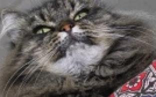 Ищу тебя, хозяин