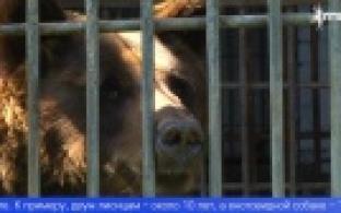 В первоуральском зоопарке прошла проверка соблюдения требований к содержанию животных