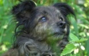 Ищу тебя, хозяин