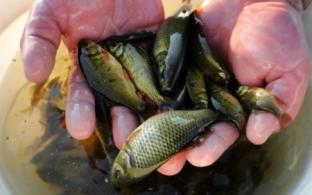 Почти 24 тысячи мальков сазана выпустят в водоёмы Свердловской области