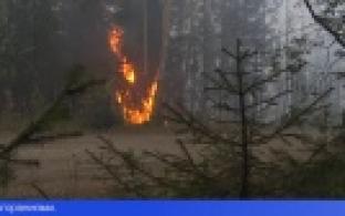 В Свердловской области введён режим ЧС в лесах регионального значения