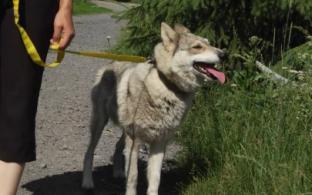 Самовыгул собак и кошек официально запретили в России