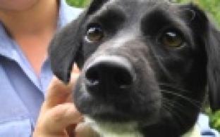 Ищу тебя, хозяин