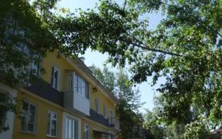 Большая ветка дерева повисла на проводах во дворе ул. Медиков