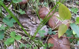 В Свердловской области зарегистрирован первый в этом сезоне случай отравления грибами.