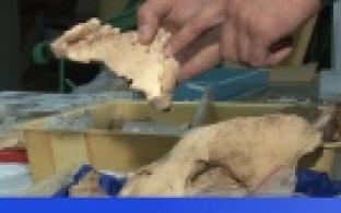 Крупнейшее в Азии логово пещерных гиен обнаружили уральские палеонтологи