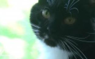 Ищу тебя, хозяин