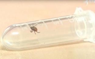 45 первоуральцев пострадали от укусов клещей за неделю