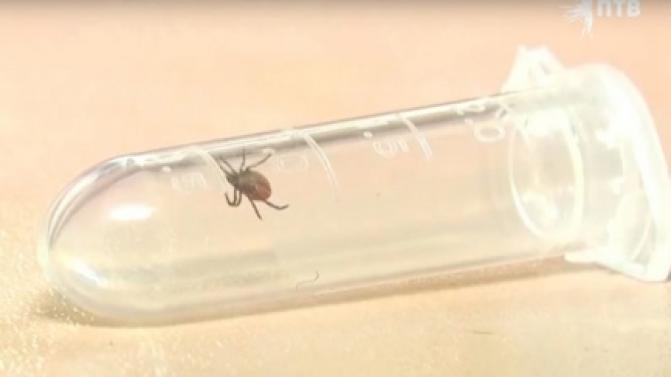 45 первоуральцев пострадали от укусов клещей за неделю