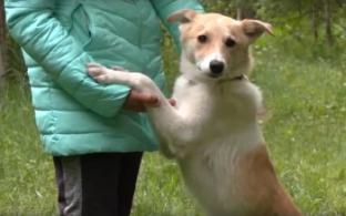 Благотворительный концерт переносится из-за погодных условий