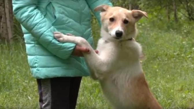 Благотворительный концерт переносится из-за погодных условий