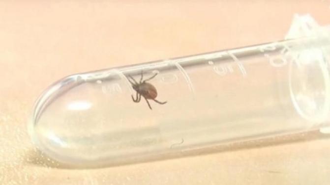 Более 15,5 тысячи свердловчан покусаны клещами