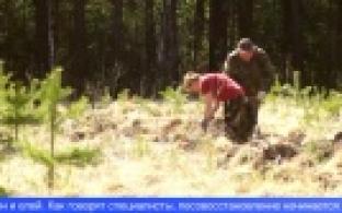 Более 30-ти тысяч гектаров свердловских лесов в этом году будет восстановлены