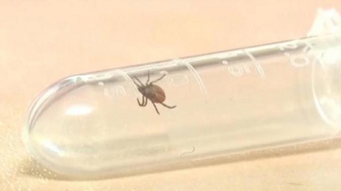 92 первоуральца пострадали от укусов клещей за неделю