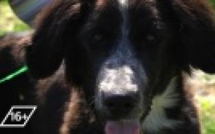 Ищу тебя, хозяин